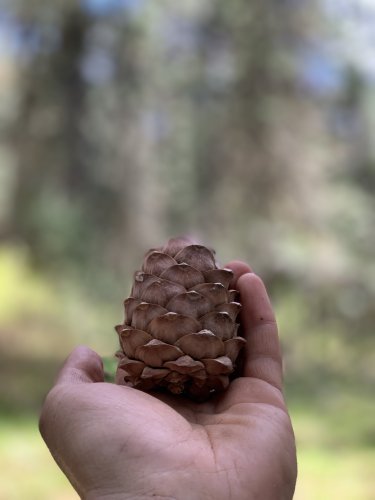 Шишка кедровая отборная